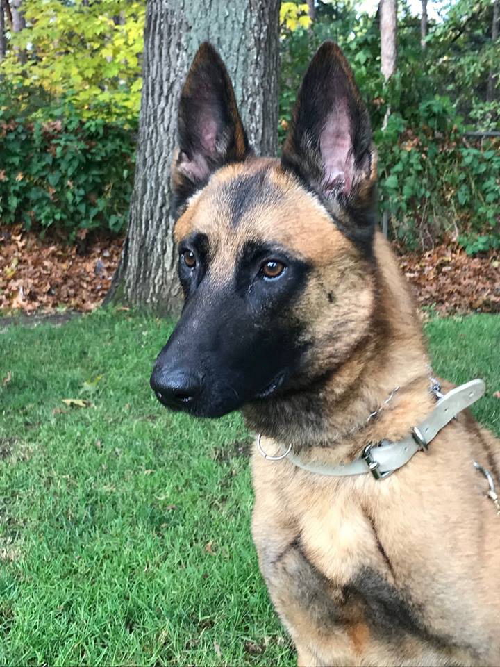K9 Blitz Sitting